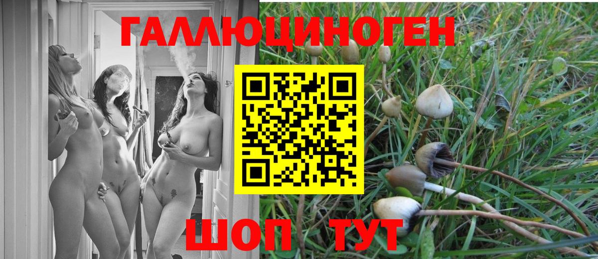 Галлюциногенные грибы Cubensis Дивногорск